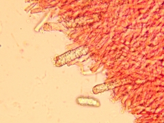Steccherinum bourdotii