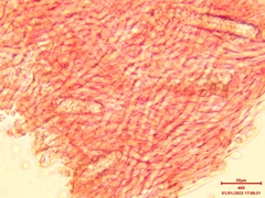 Steccherinum bourdotii