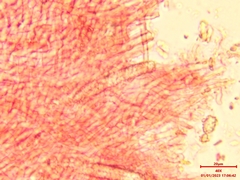 Steccherinum bourdotii