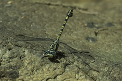 Paragomphus cognatus