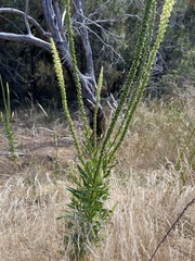 Reseda luteola
