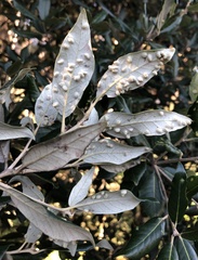 Dryomyia lichtensteinii