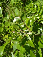 Ziziphus mucronata