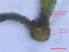 Grimmia trichophylla