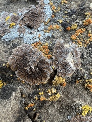 Endocarpon pallidulum