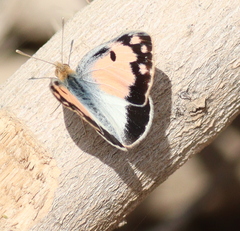Colotis phisadia