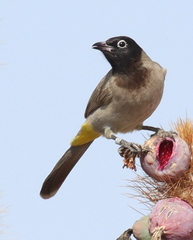 Pycnonotus xanthopygos