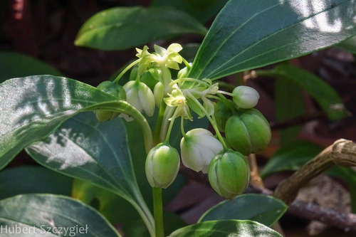Schiedea obovata observed 2022-12-29