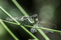Trithemis stictica