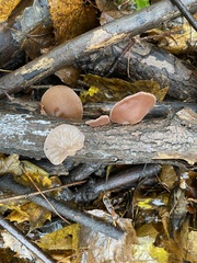 Auricularia auricula-judae