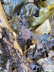 Auricularia auricula-judae