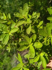 Diospyros lycioides lycioides