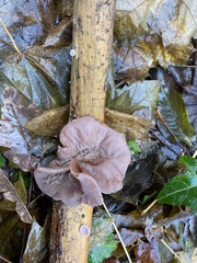 Auricularia auricula-judae