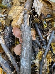 Auricularia auricula-judae