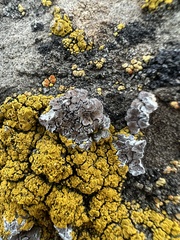 Endocarpon pallidulum