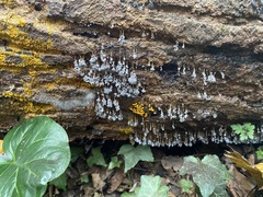 Badhamia utricularis