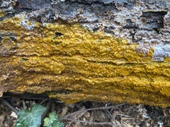 Badhamia utricularis