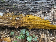 Badhamia utricularis