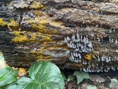 Badhamia utricularis