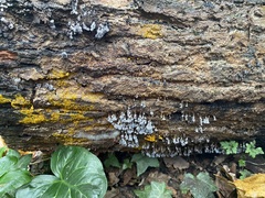 Badhamia utricularis