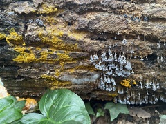 Badhamia utricularis