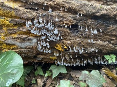Badhamia utricularis