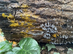 Badhamia utricularis