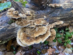 Coriolopsis gallica