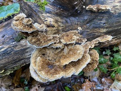 Coriolopsis gallica