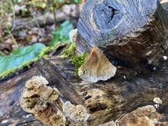 Coriolopsis gallica