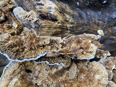 Coriolopsis gallica