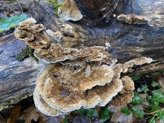 Coriolopsis gallica