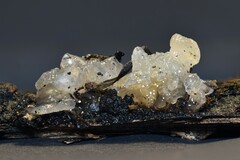 Myxarium nucleatum