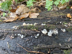 Myxarium nucleatum