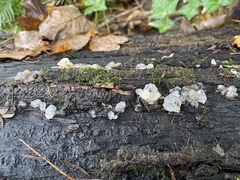 Myxarium nucleatum