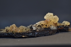 Myxarium nucleatum