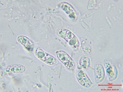 Myxarium nucleatum