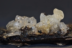 Myxarium nucleatum