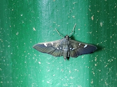 Nomophilini