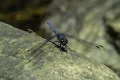 Trithemis furva