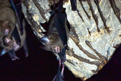 Hipposideros armiger