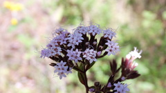 Stevia lucida bipontini