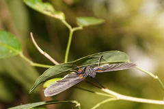 Melanis cephise
