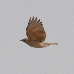 Ammomanes deserti