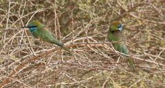 Merops cyanophrys