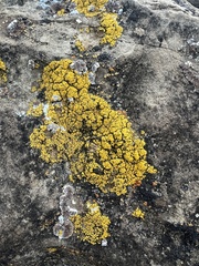 Candelariella rosulans