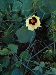 Hibiscus calyphyllus