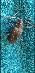 Batocera frenchi
