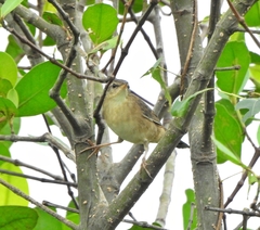 Helopsaltes certhiola