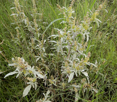 Ambrosia grayi